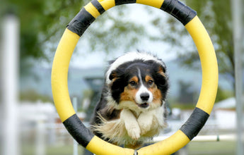 dog-jumping-exercise